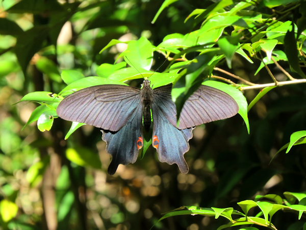 オキナワカラスアゲハ