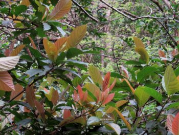 �A�J���C�k�r��