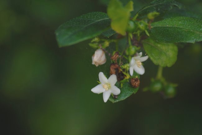 �t�N�}���M