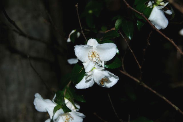 �q���T�U���J