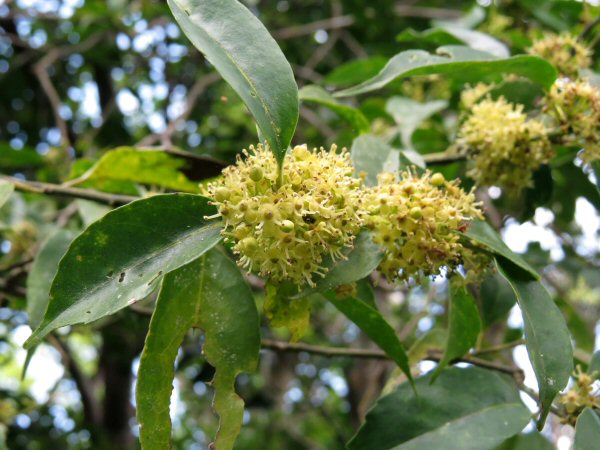 �I�I�V�C�o���`