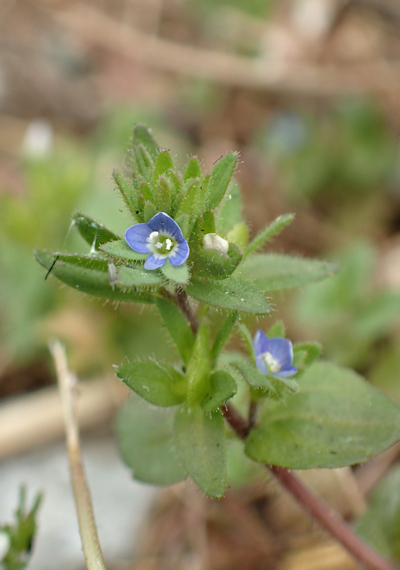 �^�`�C�k�m�t�O��