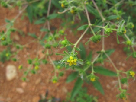 �c�N�V���i���~