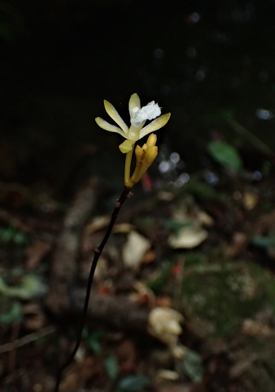 �T�L�V�}�X�P���N����